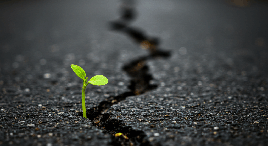 雨上がりのアスファルトから、小さな芽が力強く顔を出しているクローズアップ